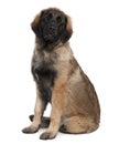 Leonberger puppy, 6 months old Royalty Free Stock Photo