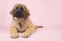 Leonberger puppy on pink Royalty Free Stock Photo