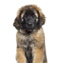 Leonberger puppy portrait against white background Royalty Free Stock Photo
