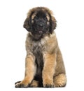 Leonberger puppy sitting against white background Royalty Free Stock Photo