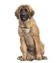 Leonberger puppy sitting, 4 months old, isolated Royalty Free Stock Photo