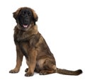 Leonberger puppy, sitting and panting Royalty Free Stock Photo