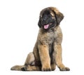 Leonberger puppy sitting and panting against white background Royalty Free Stock Photo