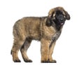 Leonberger puppy standing against white background Royalty Free Stock Photo