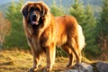 Leonberger purebred beautiful breed of dog, background nature