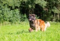 Leonberger runs over the meadow Royalty Free Stock Photo