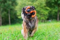 Leonberger runs with a toy in the snout over the meadow Royalty Free Stock Photo