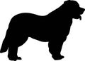 Leonberger silhouette black