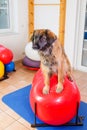 Leonberger stands on a training device in an physiotherapy office Royalty Free Stock Photo