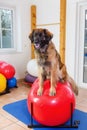 Leonberger stands on a training device in an physiotherapy office Royalty Free Stock Photo