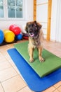 Leonberger stands on a wobble board in an animal physiotherapy office Royalty Free Stock Photo