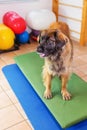 Leonberger stands on a wobble board in an animal physiotherapy office Royalty Free Stock Photo