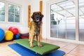 Leonberger stands on a wobble board in an animal physiotherapy office Royalty Free Stock Photo