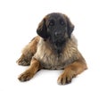 Leonberger in studio Royalty Free Stock Photo