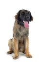 Leonberger in studio Royalty Free Stock Photo