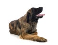 Leonberger in studio Royalty Free Stock Photo