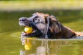 Leonberger swims in a lake Royalty Free Stock Photo