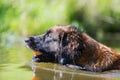 Leonberger swims in a lake Royalty Free Stock Photo