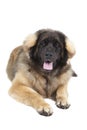 Leonberger Royalty Free Stock Photo
