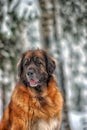 Leonberger in winter landscape Royalty Free Stock Photo