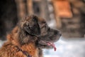 Leonberger in winter landscape Royalty Free Stock Photo