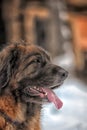 Leonberger in winter landscape Royalty Free Stock Photo