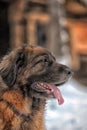 Leonberger in winter landscape Royalty Free Stock Photo