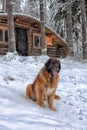 Leonberger in winter landscape Royalty Free Stock Photo