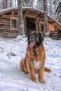 Leonberger in winter landscape Royalty Free Stock Photo