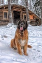 Leonberger in winter landscape Royalty Free Stock Photo