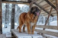 Leonberger in winter landscape Royalty Free Stock Photo