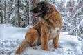 Leonberger in winter landscape Royalty Free Stock Photo