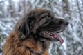 Leonberger in winter landscape Royalty Free Stock Photo