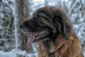 Leonberger in winter landscape Royalty Free Stock Photo