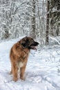 Leonberger in winter landscape Royalty Free Stock Photo