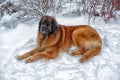 Leonberger in winter landscape Royalty Free Stock Photo