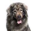 Leonberger (2 years old) Royalty Free Stock Photo