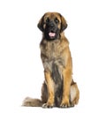 Leonberger, 2 years old, sitting in front of white background Royalty Free Stock Photo