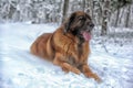 Leonberger Royalty Free Stock Photo