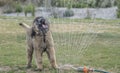 Leonburger Puppy Plays with Water from the Hose