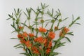 Leonotis leonurus Orange on Wite Background Royalty Free Stock Photo