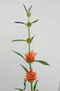 Leonotis leonurus Orange on Wite Background Royalty Free Stock Photo