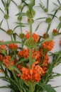 Leonotis leonurus Orange on Wite Background Royalty Free Stock Photo