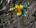 The Leontice (Gymnospermium odessanum) flowering iin the wild on the slopes