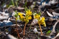 Leontice (Gymnospermium odessanum), spring first vet, flowering plant in the wild