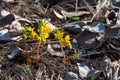 Leontice (Gymnospermium odessanum), spring first vet, flowering plant in the wild