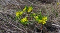 Leontice (Gymnospermium odessanum), spring first vet, flowering plant in the wild