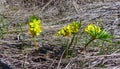 Leontice (Gymnospermium odessanum), spring first vet, flowering plant in the wild