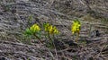 Leontice (Gymnospermium odessanum), spring first vet, flowering plant in the wild