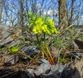 Leontice (Gymnospermium odessanum), spring first vet, flowering plant in the wild